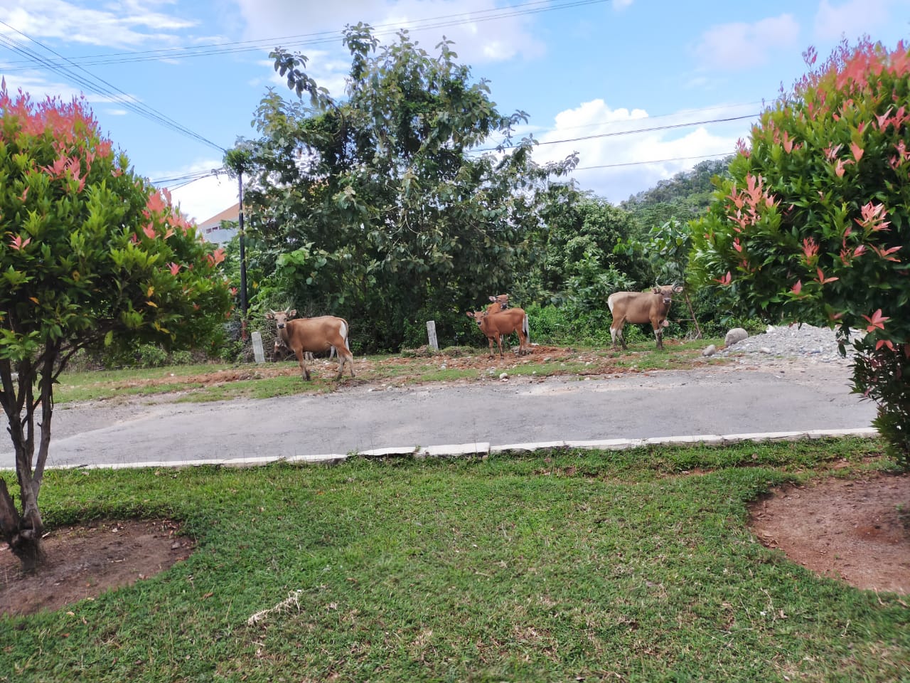 sapi berkeliaran